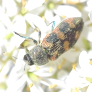 Castiarina sexplagiata at Cotter River, ACT - 19 Mar 2023 06:33 PM