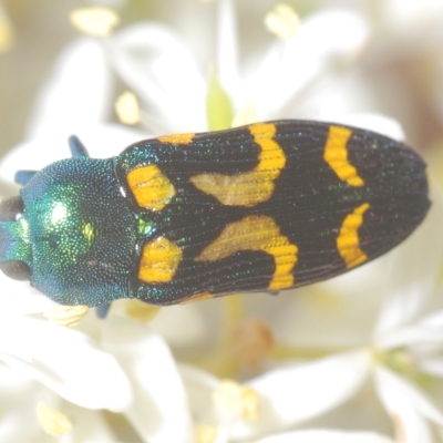 Castiarina flavopicta (Flavopicta jewel beetle) at Cotter River, ACT - 17 Mar 2023 by Harrisi