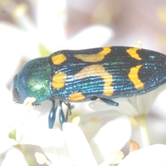 Castiarina flavopicta at Cotter River, ACT - 17 Mar 2023