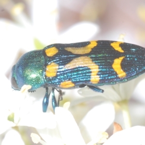 Castiarina flavopicta at Cotter River, ACT - 17 Mar 2023