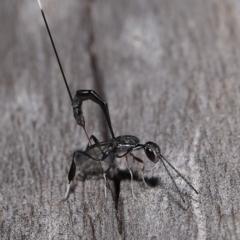 Unidentified Parasitic wasp (numerous families) at Wellington Point, QLD - 18 Mar 2023 by TimL