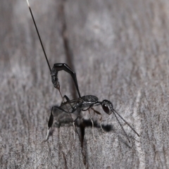 Gasteruptiidae (Family) (Carrot Wasps) at Wellington Point, QLD - 18 Mar 2023 by TimL