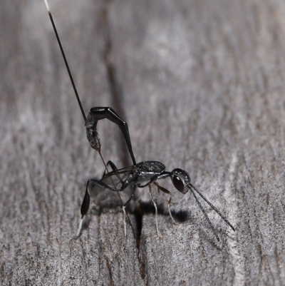 Gasteruptiidae (Family) (Carrot Wasps) at Wellington Point, QLD - 18 Mar 2023 by TimL