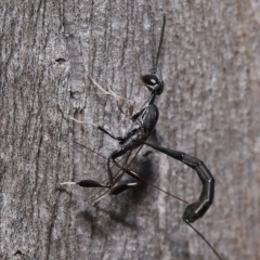 Gasteruptiidae (Family) at suppressed - suppressed