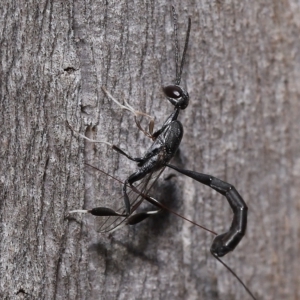 Gasteruptiidae (Family) at suppressed - suppressed