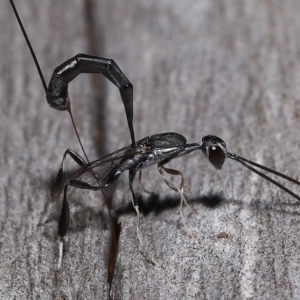 Gasteruptiidae (Family) at suppressed - suppressed