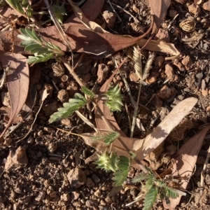 Tribulus terrestris at Curtin, ACT - 18 Mar 2023