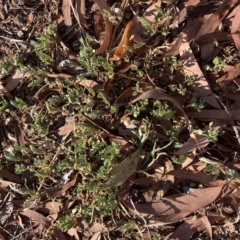 Tribulus terrestris at Curtin, ACT - 18 Mar 2023