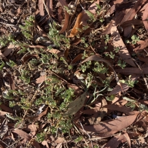 Tribulus terrestris at Curtin, ACT - 18 Mar 2023