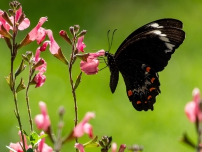 Papilio aegeus (Orchard Swallowtail, Large Citrus Butterfly) at Penrose, NSW - 19 Mar 2023 by Aussiegall