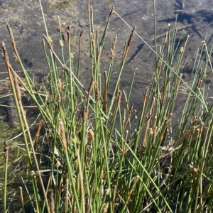 Eleocharis acuta at Brindabella, NSW - 18 Mar 2023