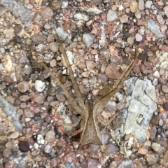 Sidymella trapezia at Aranda, ACT - 14 Mar 2023