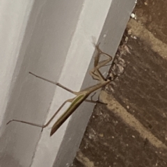 Tenodera australasiae at Aranda, ACT - 11 Feb 2023