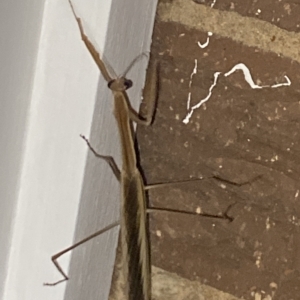 Tenodera australasiae at Aranda, ACT - 11 Feb 2023