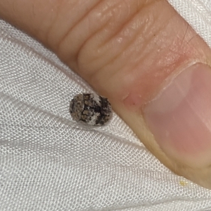 Trachymela sp. (genus) at Aranda, ACT - 11 Feb 2023