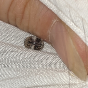 Trachymela sp. (genus) at Aranda, ACT - 11 Feb 2023