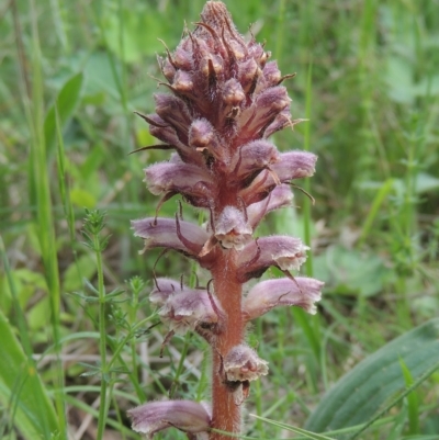 Orobanche minor (Broomrape) at Bruce, ACT - 30 Oct 2022 by michaelb