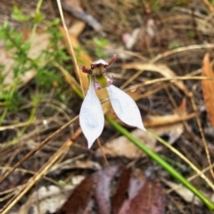 Eriochilus cucullatus (Parson's Bands) at Captains Flat, NSW - 20 Mar 2023 by Csteele4