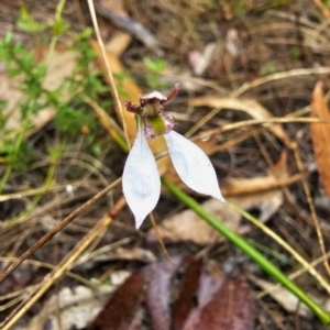 Eriochilus cucullatus at Captains Flat, NSW - 20 Mar 2023