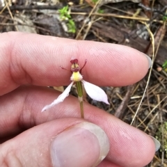 Eriochilus cucullatus at Captains Flat, NSW - 20 Mar 2023