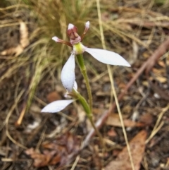 Eriochilus cucullatus at Captains Flat, NSW - 20 Mar 2023