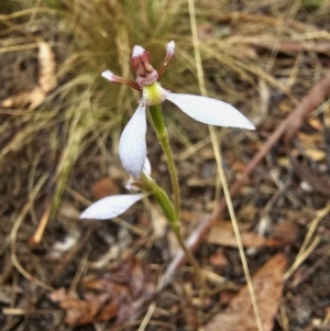 Eriochilus cucullatus at Captains Flat, NSW - 20 Mar 2023