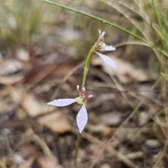 Eriochilus cucullatus at Captains Flat, NSW - 20 Mar 2023