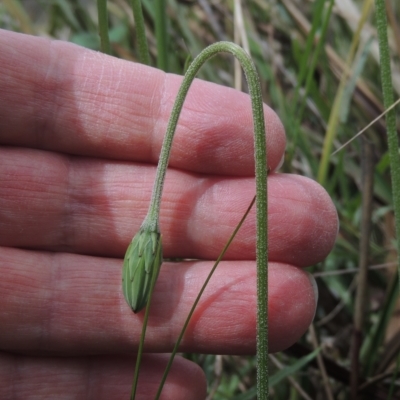 Microseris walteri (Yam Daisy, Murnong) at Flea Bog Flat, Bruce - 30 Oct 2022 by michaelb