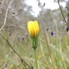 Microseris walteri at Bruce, ACT - 30 Oct 2022 01:58 PM