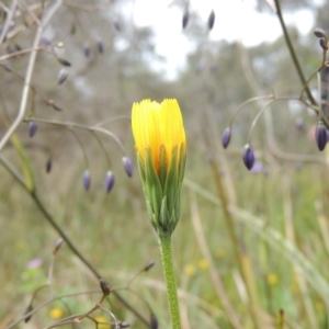 Microseris walteri at Bruce, ACT - 30 Oct 2022