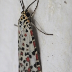 Utetheisa pulchelloides (Heliotrope Moth) at Chapman, ACT - 17 Mar 2023 by BarrieR