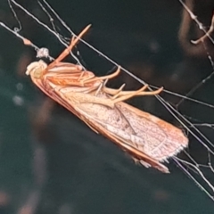 Pyralis farinalis (Meal Moth (Pyralinae) at Isaacs, ACT - 20 Mar 2023 by Mike