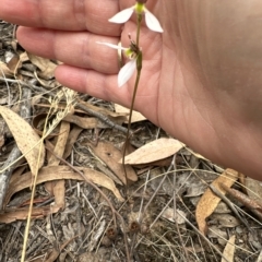 Eriochilus cucullatus at Aranda, ACT - 20 Mar 2023