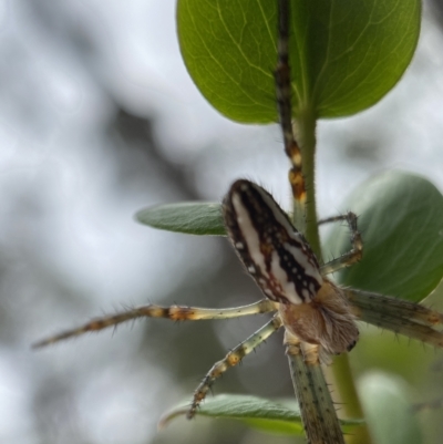 Plebs bradleyi (Enamelled spider) at Hill Top, NSW - 16 Jan 2023 by GlossyGal