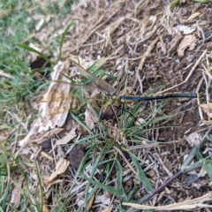 Hemicordulia tau (Tau Emerald) at Hackett, ACT - 19 Mar 2023 by WalterEgo