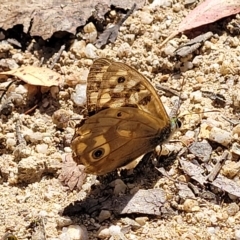 Heteronympha paradelpha at Paddys River, ACT - 20 Mar 2023 11:59 AM