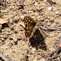 Heteronympha paradelpha at Paddys River, ACT - 20 Mar 2023 11:59 AM