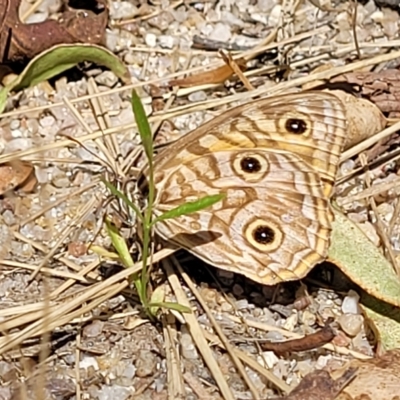 Geitoneura acantha (Ringed Xenica) at Paddys River, ACT - 20 Mar 2023 by trevorpreston