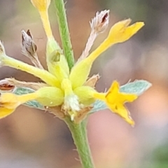 Pimelea curviflora (Curved Rice-flower) at Paddys River, ACT - 20 Mar 2023 by trevorpreston