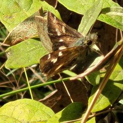 Dispar compacta (Barred Skipper) at Paddys River, ACT - 20 Mar 2023 by trevorpreston