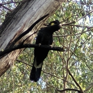 Zanda funerea at Paddys River, ACT - 20 Mar 2023