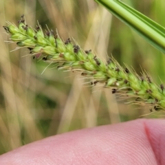 Setaria parviflora (Slender Pigeon Grass) at Paddys River, ACT - 20 Mar 2023 by trevorpreston