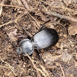 Cardiothorax monarensis at Paddys River, ACT - 20 Mar 2023