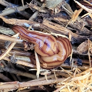 Anzoplana trilineata at Paddys River, ACT - 20 Mar 2023