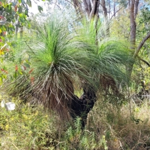 Xanthorrhoea glauca subsp. angustifolia at Paddys River, ACT - suppressed