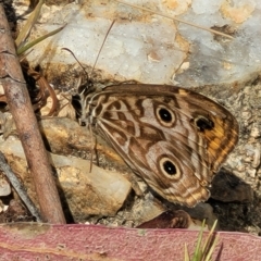 Geitoneura acantha (Ringed Xenica) at Paddys River, ACT - 20 Mar 2023 by trevorpreston