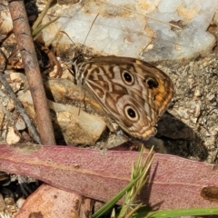 Geitoneura acantha at Paddys River, ACT - 20 Mar 2023 11:15 AM