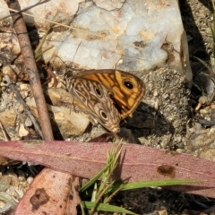 Geitoneura acantha at Paddys River, ACT - 20 Mar 2023 11:15 AM