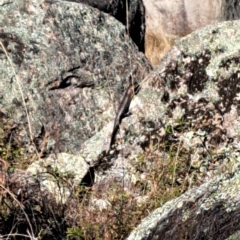 Egernia cunninghami (Cunningham's Skink) at Rendezvous Creek, ACT - 18 Mar 2023 by gtate67