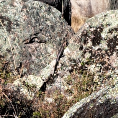 Egernia cunninghami (Cunningham's Skink) at Rendezvous Creek, ACT - 18 Mar 2023 by gtate67